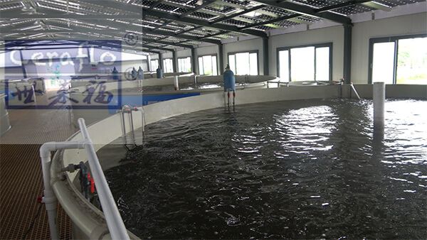 水產養(yǎng)殖尾水處理工藝流程