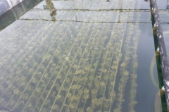 生物膜和聚四氟乙烯膜之間的幾何差異